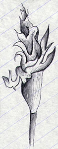 Flower Thing (doodles, Pen on notebook paper, 1985-??-??)